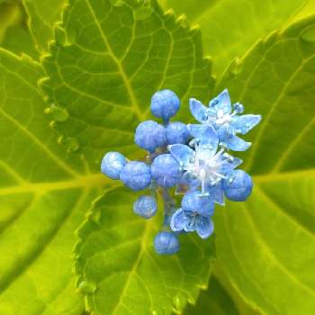 青チーム✨の画像 by *hiro*さん | アジサイと花のある暮らしと庭パトと青チーム✨と♯和の趣き