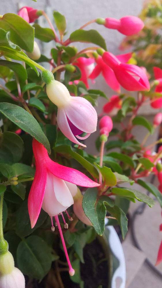 フクシアの投稿画像 By あいさん 21月7月13日 Greensnap グリーンスナップ