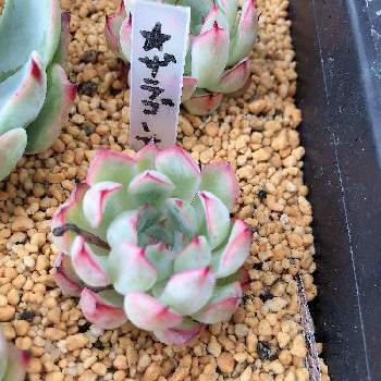 多肉販売千葉の投稿画像一覧 Greensnap グリーンスナップ