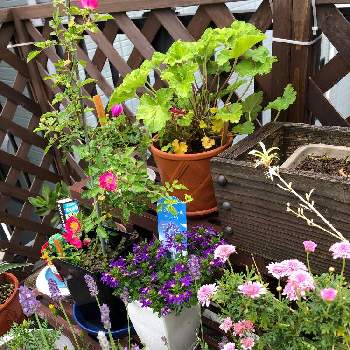 マーガレットモリンバの投稿画像一覧 Greensnap グリーンスナップ