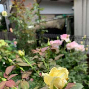 シーザーの画像 by buchiさん | 小さな庭とバラとフレグラントヒルとエリナとシーザーとお花を楽しむとピンクの花とかわいい♡とわれら17年組とGS映えとGS日和と夏の花と今日の一枚と黄色い花と緑のある暮らしと今日のお庭と花のある暮らしとかわいいな♡