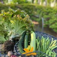 サニーレタスの育て方 植え付けや収穫時期は プランター栽培できる Greensnap グリーンスナップ サニーレタスの育て方 植え付けや収穫時期は プランター栽培できる Greensnap グリーンスナップ