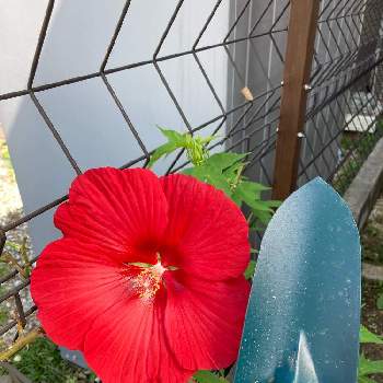 大きい花の投稿画像一覧 Greensnap グリーンスナップ