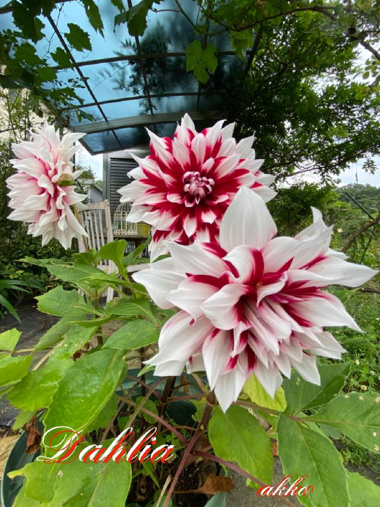 我が家の花畑の大輪ダリア 浮気心の投稿画像 By ひみつのアッコちゃんさん 我が家の花畑と大きな花と鉢植えの花と可愛い花と花のある生活と美しい花と元気な花と美しいフォルムと大好きな花と花を見る喜びと私のお気に入りと元気な植物 21月7月13日 Greensnap