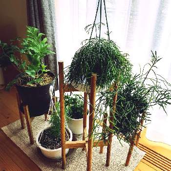 リプサリス エワルディアナの投稿画像一覧 Greensnap グリーンスナップ