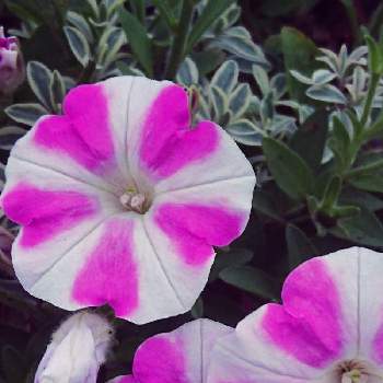 ７月の花の画像 by あさがおさん | ペチュニア♡と花がいっぱいと７月の花と꒰ღ˘◡˘ற꒱かわゅ~と零れ種