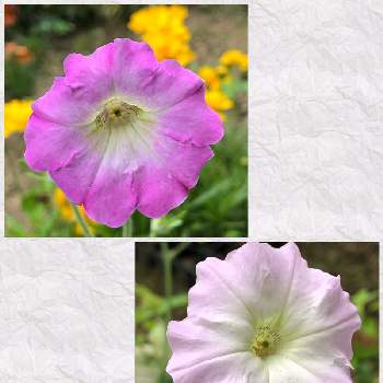 ♡今日お花♤の画像 by suzumamaさん | ♡今日お花♤と庭*とペチュニア✨とおうち園芸と花のある暮らし