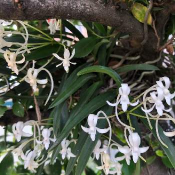 セッコクの投稿画像一覧 Greensnap グリーンスナップ