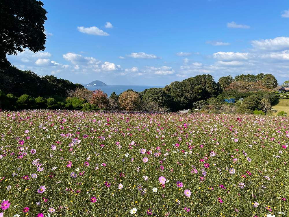 コスモスの投稿画像 By Mariさん コスモス畑と秋桜 と秋桜 こすもす と能古島とのこのしまアイランドパークとコスモス畑と秋桜 と能古島とのこのしまアイランドパーク 21月7月13日 Greensnap グリーンスナップ Greensnap グリーンスナップ