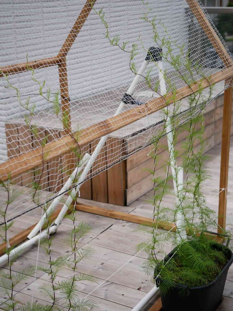 つる植物で小さな家を作る｜?GreenSnap（グリーンスナップ）