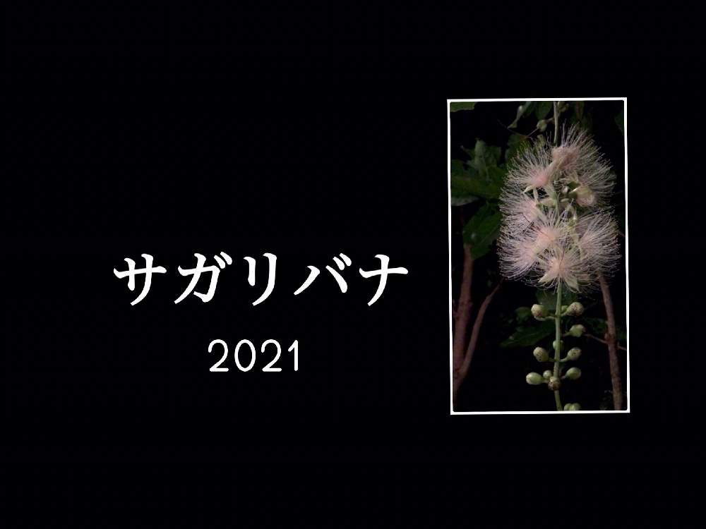 サガリバナ 21 Greensnap グリーンスナップ