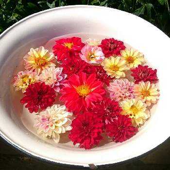 浮き花の投稿画像一覧 Greensnap グリーンスナップ 浮き花の投稿画像一覧 Greensnap グリーンスナップ