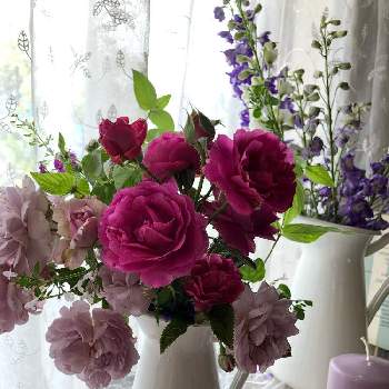 バラ ミステリューズの投稿画像一覧 Greensnap グリーンスナップ