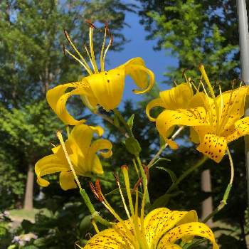 北海道の夏の画像 by まなさん | お出かけ先とユリと北海道の夏とさわやかな季節と気持ちいい！とお散歩写真と札幌は晴天と黄色の花と札幌