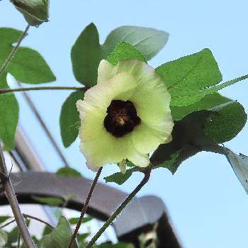 綿の花 の投稿画像一覧 Greensnap グリーンスナップ