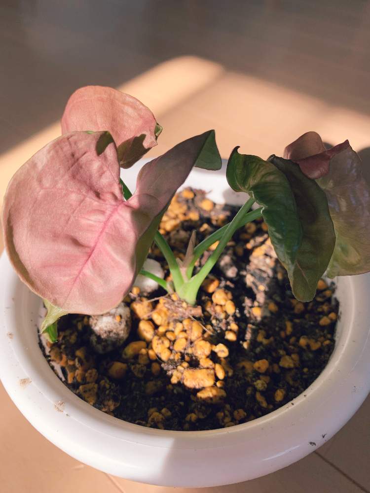 シンゴニウムの投稿画像 By さかちゃんさん 観葉植物と可愛い 21月7月13日 Greensnap グリーンスナップ