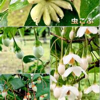 エゴノキ,エゴノネコアシ,エゴノキ科,虫こぶ,国営みちのく杜の湖畔公園の画像