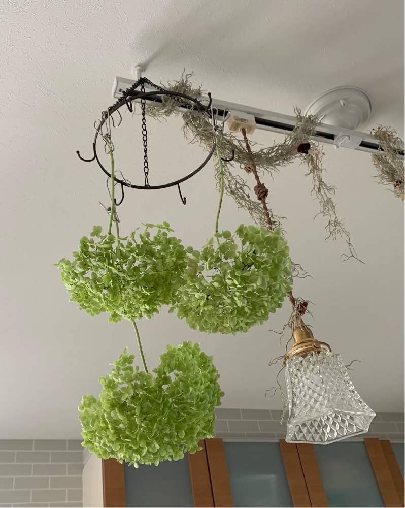 アナベルの投稿画像 By はちはちはっちさん 花と緑のある暮らしとドライフラワーとドライフラワーのある暮らしとあじさい大好きとおうち園芸とアナベル 紫陽花と秋色とガーデニング初心者とアジサイ 紫陽花とガーデニングと小さな小さな庭と園芸初心者とお花好きの人と