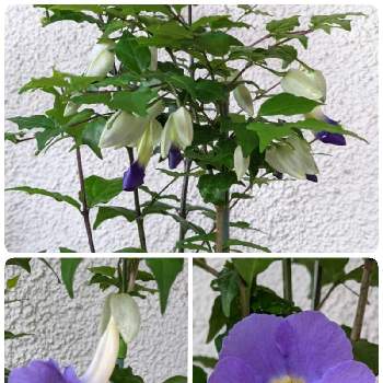 ツンベルギアの画像 by はちなつめさん | ツンベルギアとチーム・ブルーNO.091と我が家のお花と花のある暮らしと青い花で納涼祭2021と青い花マニアとチーム・ブルーと(祝)青い花マニア20000pic