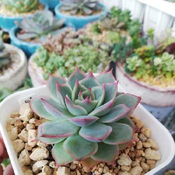 ピンクチップスの投稿画像一覧 Greensnap グリーンスナップ