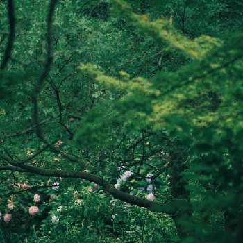 大泉緑地公園の画像 by こらんだむさん | お出かけ先と紫陽花と大泉緑地公園とGS映え