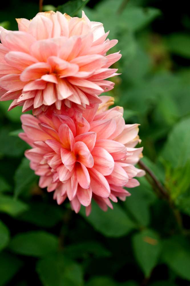 ダリアの投稿画像 By Sumidaxさん ファインダー越しの私の世界とダリア大好きとダリアの花とカメラ撮影と花の文化園とレンズ越しの私の世界とマクロレンズの世界と単焦点レンズの世界と河内長野 花の文化園と花が好きと大阪府立 花の文化園 21月7月13日 Greensnap