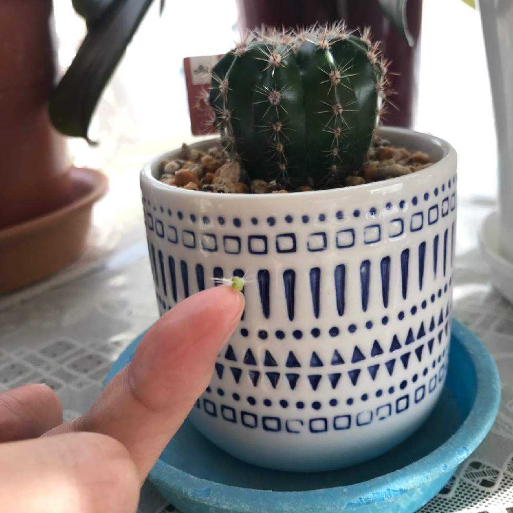 ミニサボテン＊成長記録＊｜🍀GreenSnap（グリーンスナップ）