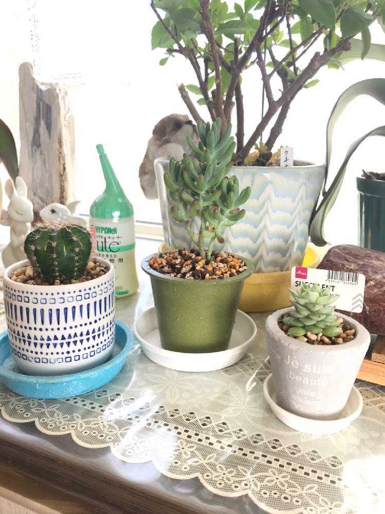 ミニサボテン＊成長記録＊｜🍀GreenSnap（グリーンスナップ）