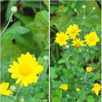 道端の草花の投稿画像一覧 Greensnap グリーンスナップ