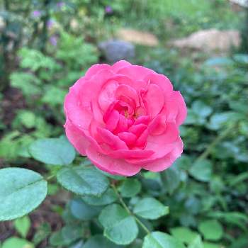 ポンポネッラの画像 by mimiroseさん | ポンポネッラとバラ初心者とピンクの花とバラ 鉢植えとバラ 四季咲きとバラ・ミニバラとバラを楽しむ