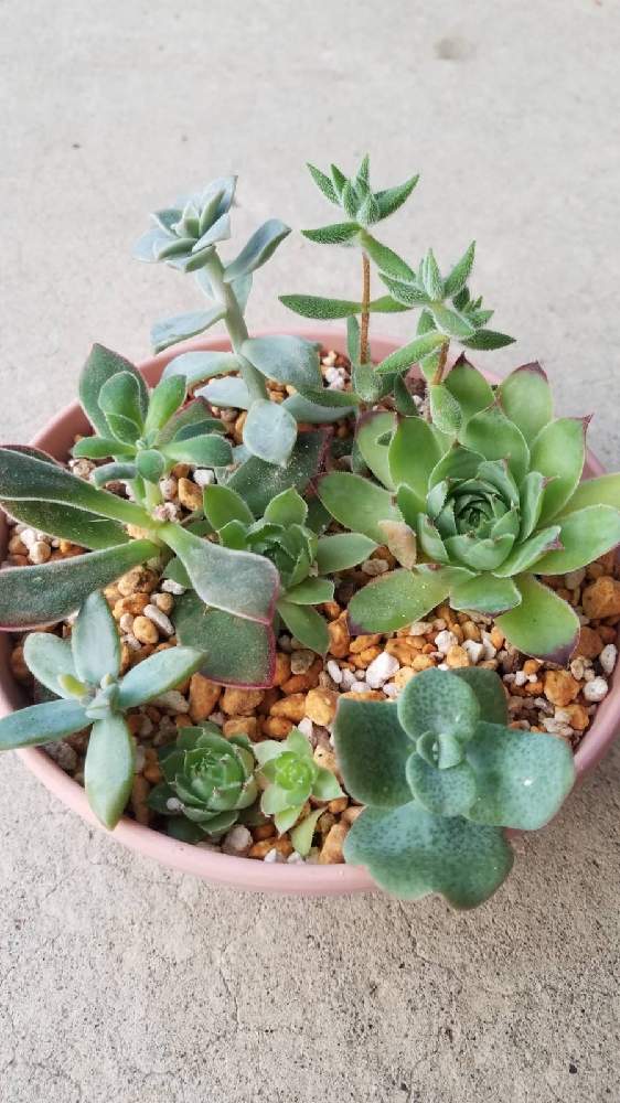 多肉植物の投稿画像 By Momomomomさん 100均雑貨と植物のある暮らしと西日の当たる場所と100均インテリア 21月7月13日 Greensnap グリーンスナップ
