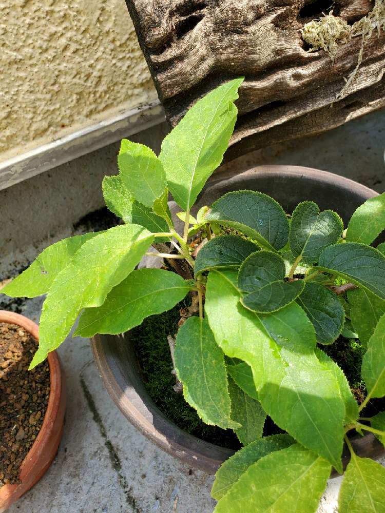 サルナシの投稿画像 By もきち さん 果樹と挿し木と大実サルナシ 21月7月13日 Greensnap グリーンスナップ