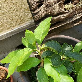 大実サルナシの投稿画像一覧 Greensnap グリーンスナップ
