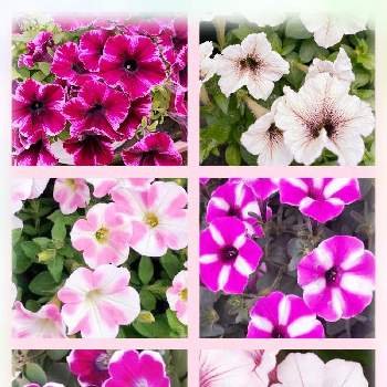 ペチュニア カプチーノの投稿画像一覧 Greensnap グリーンスナップ