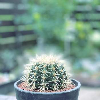 サボテンの王様の投稿画像一覧 Greensnap グリーンスナップ