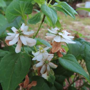 八重のドクダミの投稿画像一覧 Greensnap グリーンスナップ