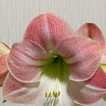 アマリリス アップルブロッサムの投稿画像一覧 Greensnap グリーンスナップ