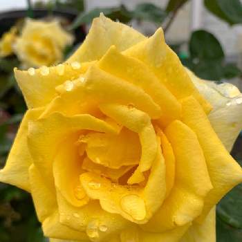 今朝の１枚の画像 by のばらさん | 広い庭とおはようと❤️M.family❤️と黄色の花と薔薇♪と今朝の１枚と福島からのエールとインカの輝き