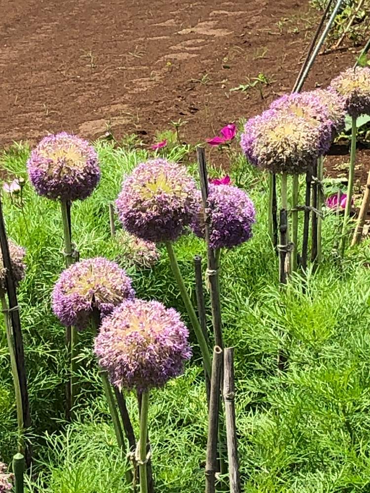 アリウムの投稿画像 By ケントさん アリウム ギガンチウムと散歩と今日の花と紫色の花と畑の中で 21月7月14日 Greensnap グリーンスナップ