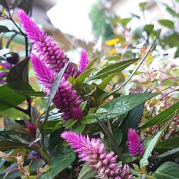 セロシア アジアンガーデンの投稿画像一覧 Greensnap グリーンスナップ