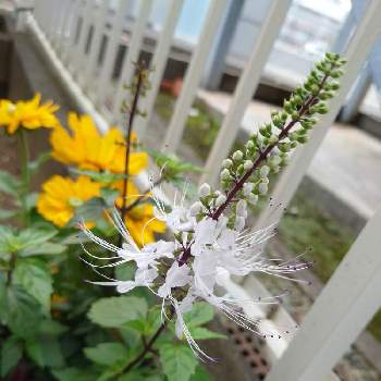 猫のヒゲの投稿画像一覧 Greensnap グリーンスナップ