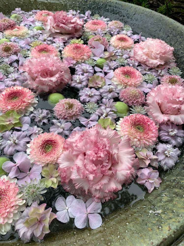 の画像 by fumiさん | 素敵がいっぱいと花手水と花パトロールと雨の日も好奇心と暮らしに花をと暮らしに癒しを