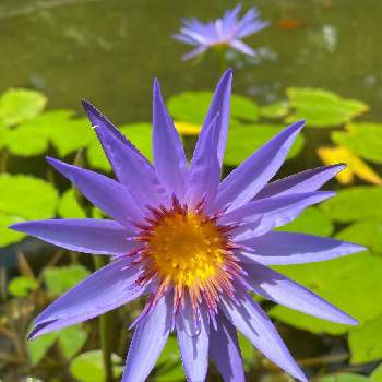 熱帯性睡蓮の画像 by てもさん | 熱帯スイレンと熱帯性睡蓮と紫の花