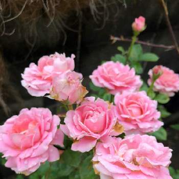 ミニバラ ダークピンクインフィニティの投稿画像一覧 Greensnap グリーンスナップ