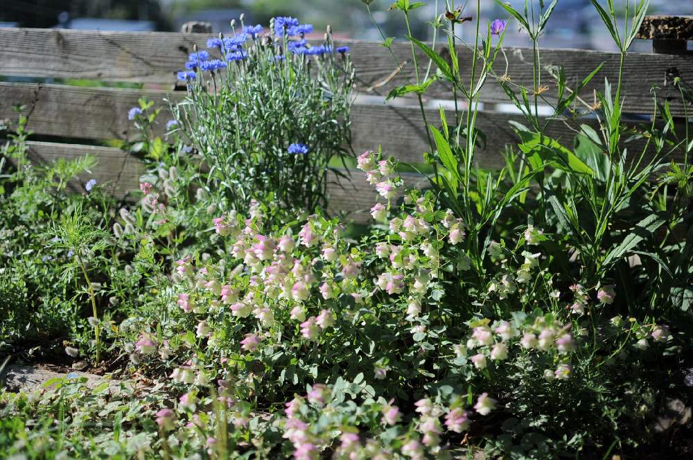 オレガノケントビューティーの投稿画像 By Saricoさん 小さな庭と庭の宿根草と北海道と北海道の庭と庭の宿根草と北海道と北海道の庭 21月7月14日 Greensnap グリーンスナップ Greensnap グリーンスナップ