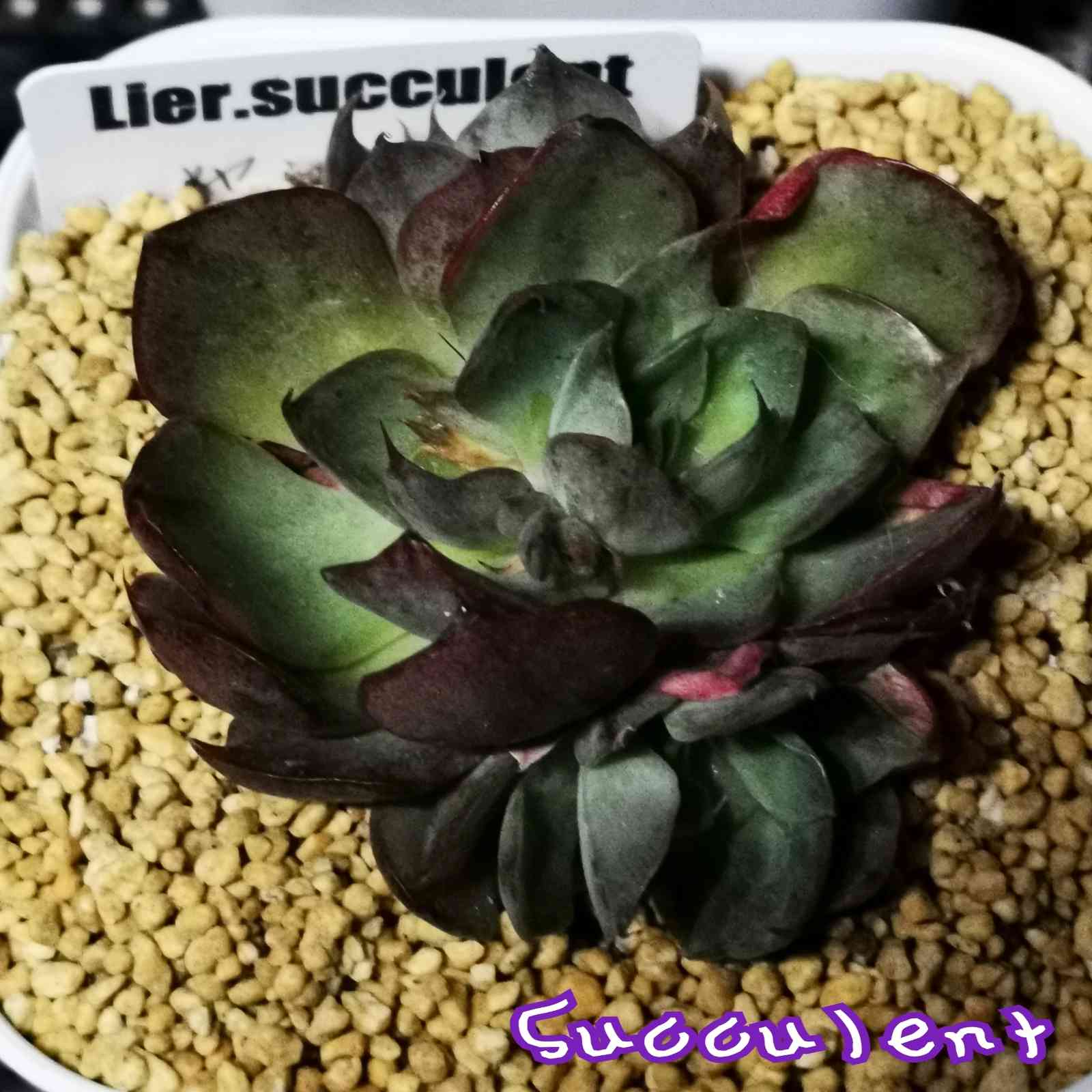 ヤンジン♡の一覧｜🍀GreenSnap（グリーンスナップ）