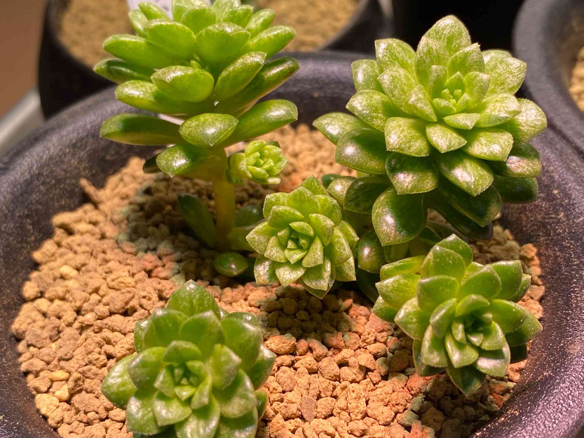 リトルジェム錦の一覧｜🍀GreenSnap（グリーンスナップ）