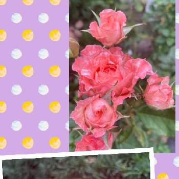 ２番花の画像 by しげちんさん | 小さな庭とコラーユ・ジュレと薔薇♪と２番花と【コラーユ・ジュレ】とカワモトローズ