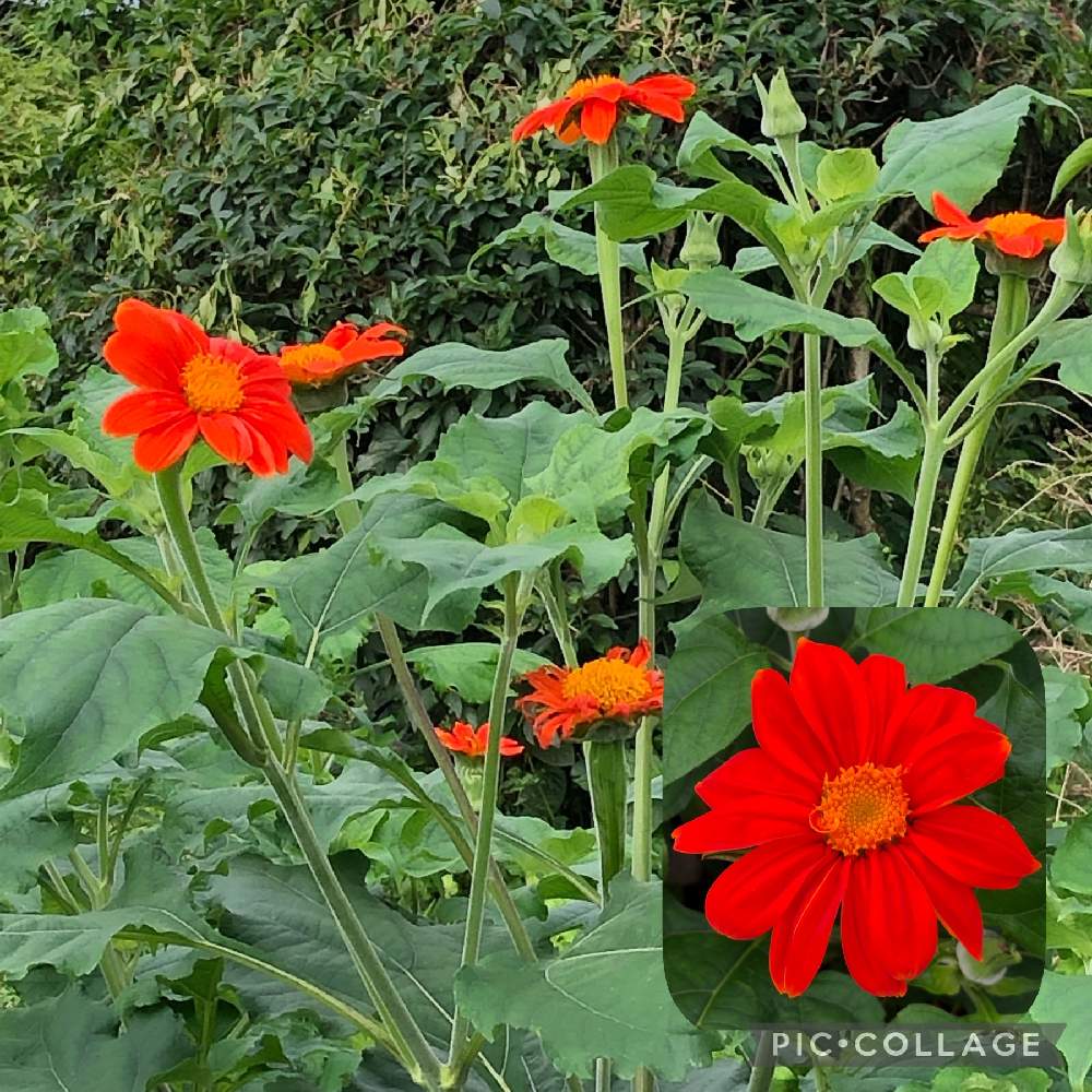 チトニアの投稿画像 By 花麦さん 花のある暮らしと広い庭と花のある暮らし 21月7月14日 Greensnap グリーンスナップ Greensnap グリーンスナップ