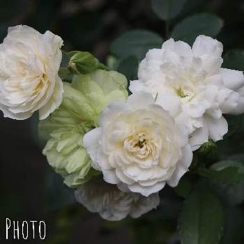 WHITEの画像 by ステラさん | バルコニー/ベランダとバラ　グリーンアイスとばら バラ 薔薇とツボミと白薔薇.とバラのある暮らしと小さな幸せ♡と可愛いとかわいいとWHITEとグリーン